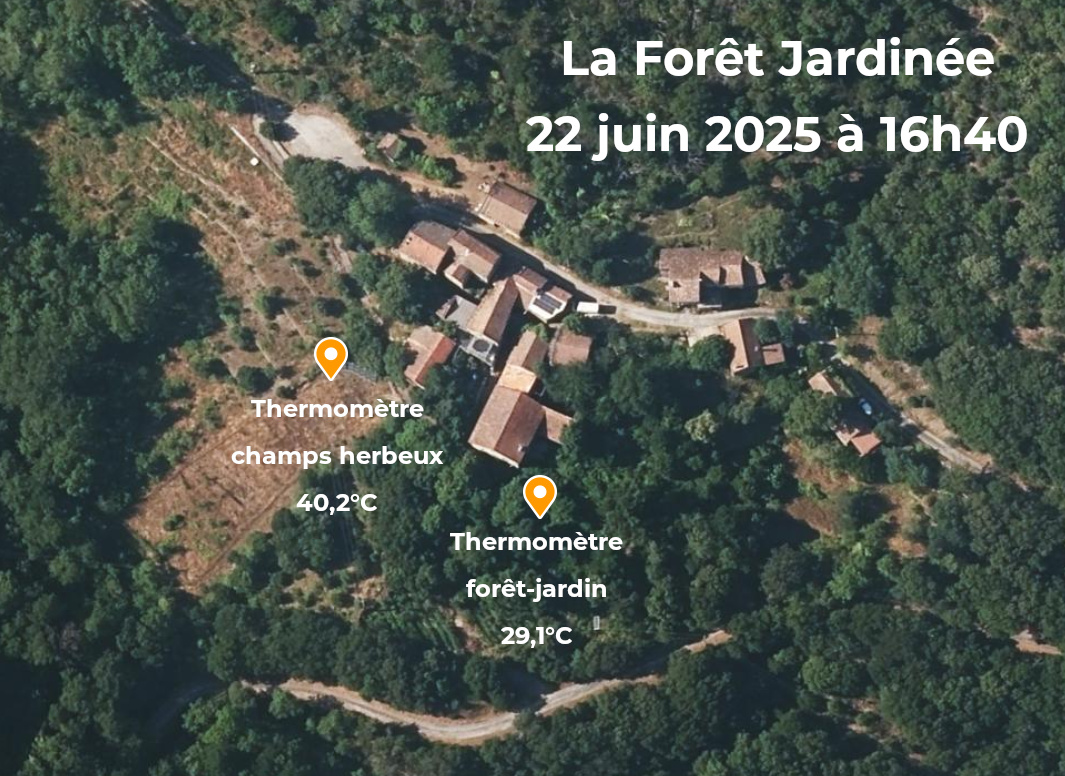 Températures relevées lors d'une canicule à La Forêt Jardinée