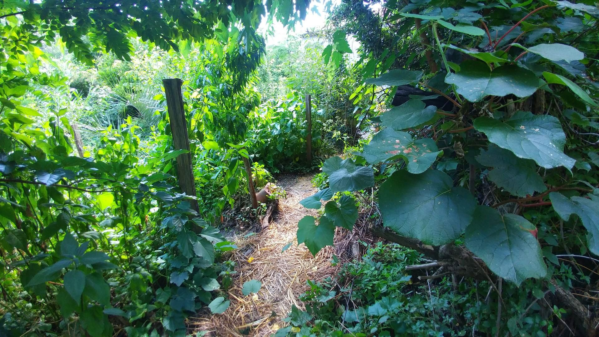 Températures relevées lors d'une canicule à La Forêt Jardinée