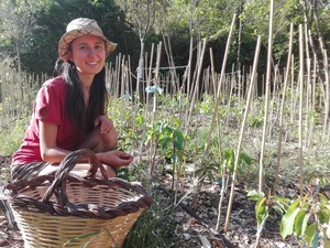 Jeunes pousses de cerisier